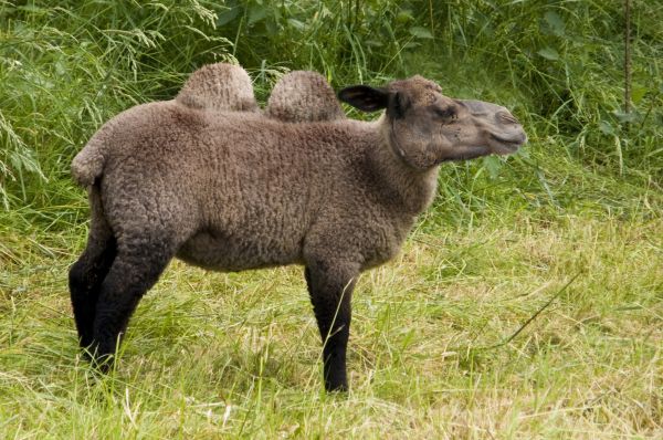 Camel Sheep 